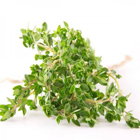 آویشن کوهی شیراز