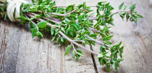 آویشن کوهی پشمی